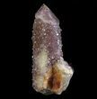 Cactus Quartz (Amethyst) Crystal - South Africa #64234-1